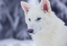 Bilim İnsanları Korkunç Kurdu Geri Getirdiklerini İddia Ediyor
