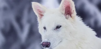 Bilim İnsanları Korkunç Kurdu Geri Getirdiklerini İddia Ediyor