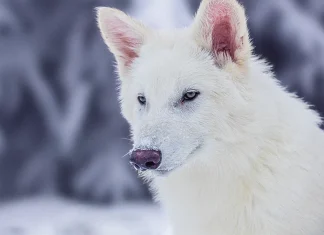 Bilim İnsanları Korkunç Kurdu Geri Getirdiklerini İddia Ediyor