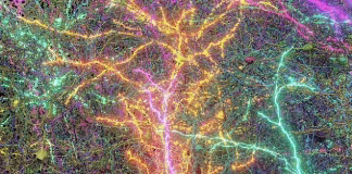 Ağzınızı açık bırakacak 3 boyutlu tarama, daha önce hiç kimsenin görmediği bir şekilde, kum tanesi büyüklüğünde bir FARE BEYNİNİN bir bölümünü gösteriyor